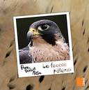 Le Faucon Pelerin